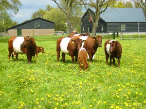 lakenvelder groep