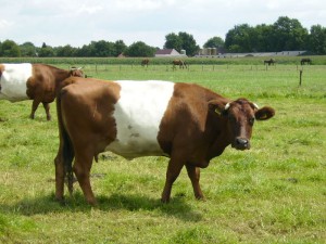 lakenvelder koe, keurstamboek koe
